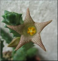 Piaranthus geminatus subsp geminatus -foetidus-